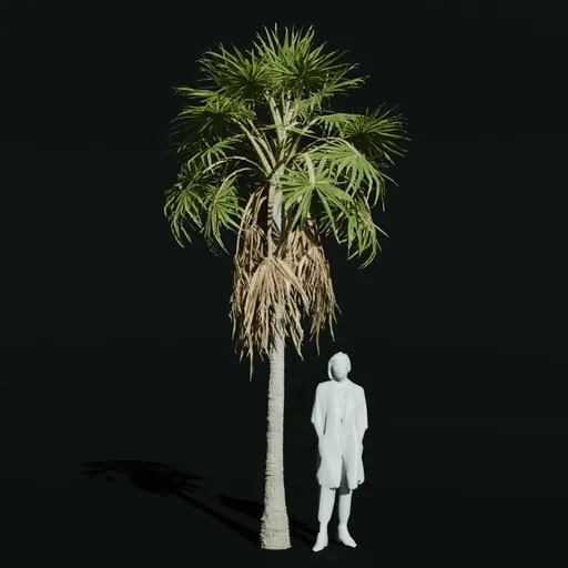 Caraday Palm Young