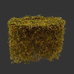 Cylinder Bush Autumn Plant