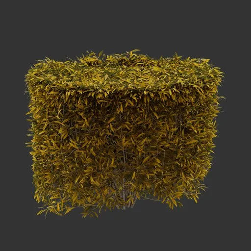 Cylinder Bush Autumn Plant