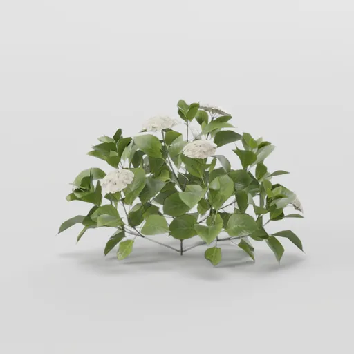 Short Burdoc Plant