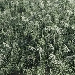 Grass Small Buds