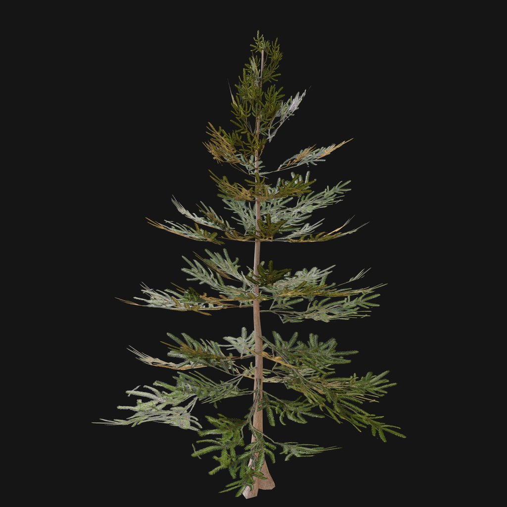 Norway Spruce Tree SAP 01 | Trees models | BlenderKit