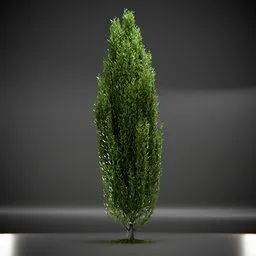 Tree Columnar European Animated