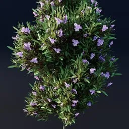 "Oleander 3D model with purple flowers on a black background, created using Blender 3D's Geometry nodes. This game asset features a herbaceous plant in an architectural visualization, suitable for Unreal Engine and AI applications. Ideal for those seeking a lavender and yellow color scheme with mint leaves and maritime pine elements."
