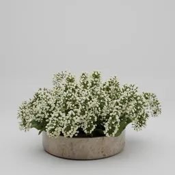 White Flower in Stone Planter