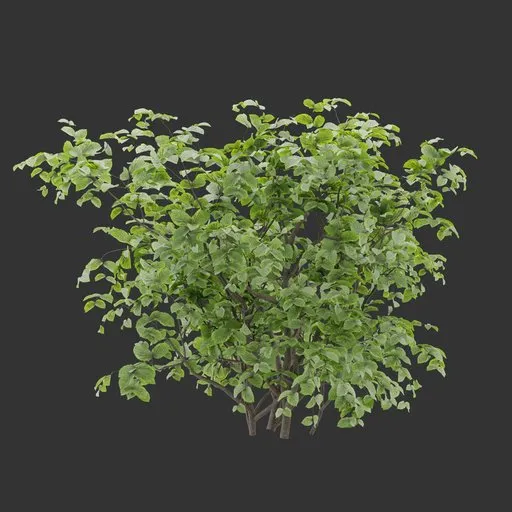 Shrub Plant