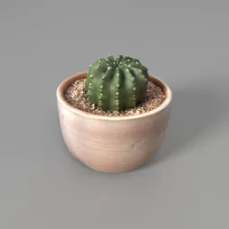 Potted Cactus
