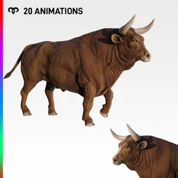 Bull + Animations