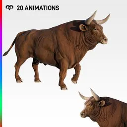 Bull + Animations