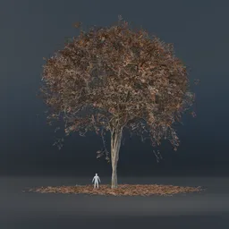 Oak Tree - Thin Trunk (Autumn)