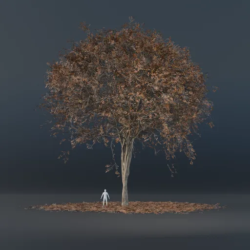Oak Tree - Thin Trunk (Autumn)