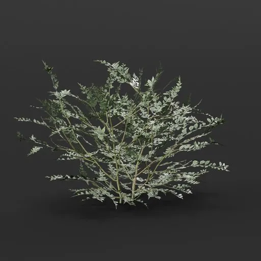 Ivory Bush