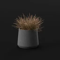 Plant Ephedra Pot