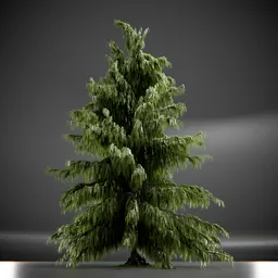 Tree Weeping Nootka Animated