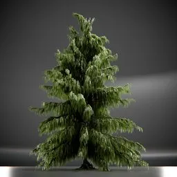 Tree Weeping Nootka Animated