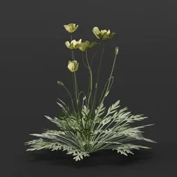 Detailed 3D model of a Meadow Buttercup plant, ideal for Blender, ready for virtual landscaping in diverse environments.