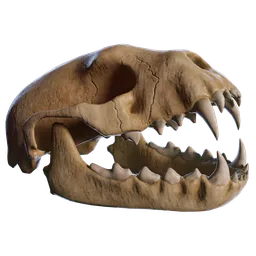 Highly detailed Blender 3D weasel skull model with lower jaw for thematic 3D scenes.