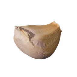 Allium sativum