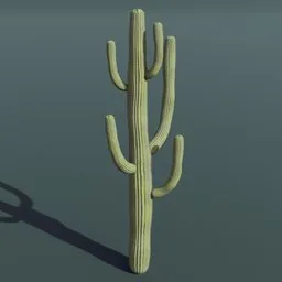 High-quality 3D saguaro cactus model for Blender, ideal for architectural visualization and game environments.
