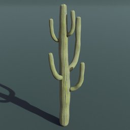 Plant Cactus Saguaro Large