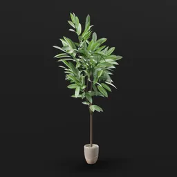 Indoor Potted Plant – Tall Green Foliage