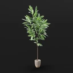 Indoor Potted Plant – Tall Green Foliage