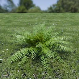 Hard Fern
