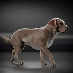 Dog Brown Labrador Animated