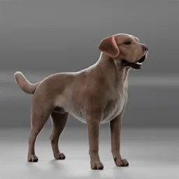 Dog Brown Labrador Walking Cycle Animated