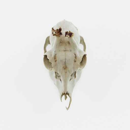 Thumbnail: Deer skull