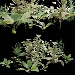 Realistic Outdoor Plants