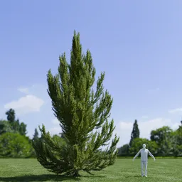 Pinus Flexilis Vanderwolf Pyramid