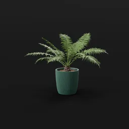 Tree Fern Date Palm Potted