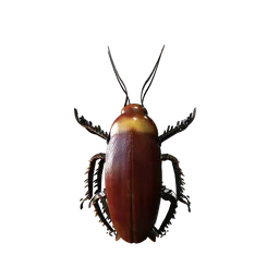 Cockroach Individual