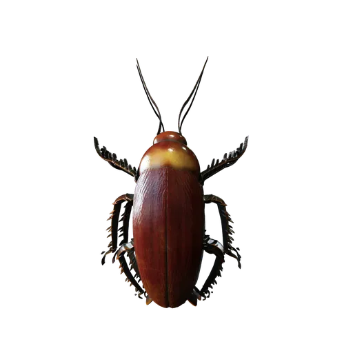 Cockroach Individual