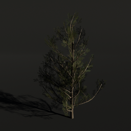 Realistic small Lodgepole Pine 3D model with detailed textures, optimized for Blender rendering.