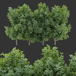 Simple Shrub Plant Collection