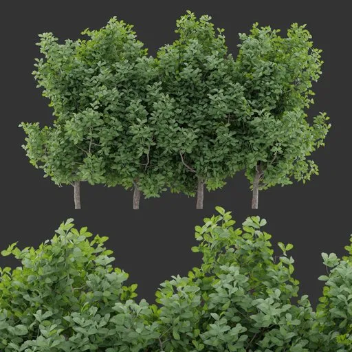 Simple Shrub Plant Collection