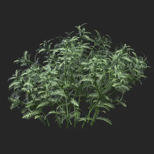Silver Green Feather Leaf Simple Plant