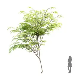 Highly detailed 16.5m Ziziphus Jujuba 3D model with 4K textures, optimized for Blender, showcasing clean quad mesh topology.