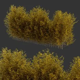 Multiple Bush Autumn Plant