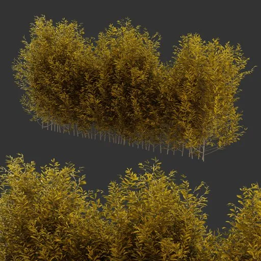 Multiple Bush Autumn Plant
