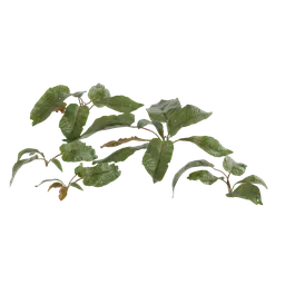 Detailed 3D model of a green weed plant with leaves for Blender graphics and animation projects.