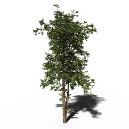 Combretum wild tree V1