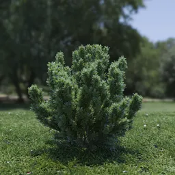 Plant Catherine Elizabeth