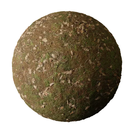 Autumn Moss Covered Ground