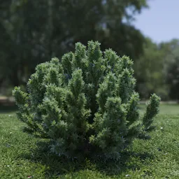 Plant Catherine Elizabeth