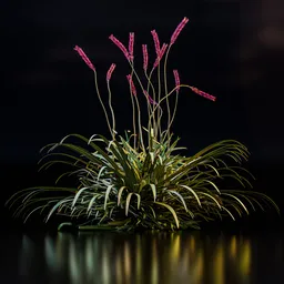 Small bush plant
