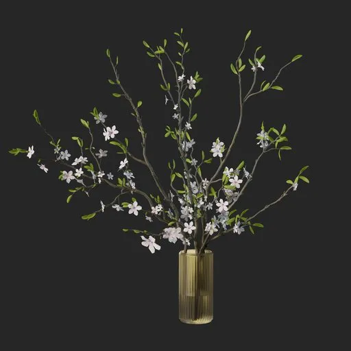 Cherry plant