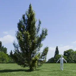 Pine tree - Pinus Flexilis Animated